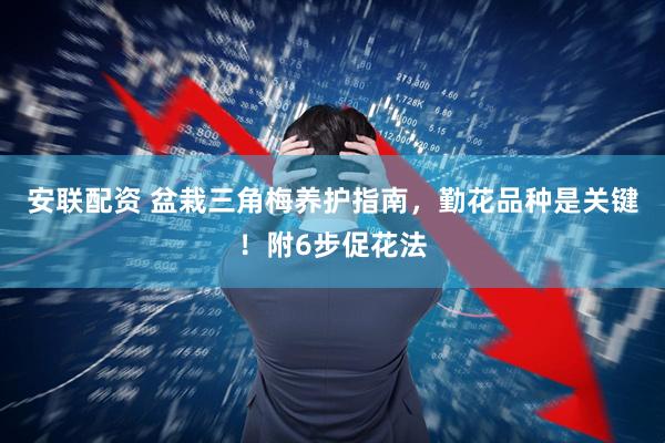 安联配资 盆栽三角梅养护指南，勤花品种是关键！附6步促花法